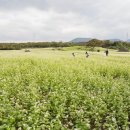 와흘메밀마을 이미지