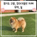 한들 유치원 | 일산 강아지 동반 카페 추천, 우리늘 카페 (강아지 운동장 그리고 유치원, 호텔도 있어요)