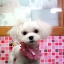 펫시스터즈 이미지