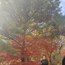찹쌀 찰현미 신동진쌀 판매합니다 이미지