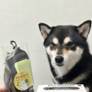 강아지 멋내기 | 산책 눈보호 선글라스 LTDO강아지고글 블랙 사용기