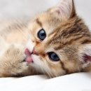 엔젤애견 이미지