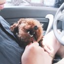 예삐네 착한 수제간식 이미지