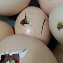 부화목장 이미지