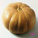 호박 재배 방법 이미지