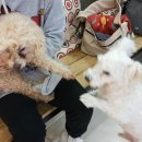 정원 양한방동물병원 이미지