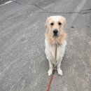 더사랑할개 | 경기광주대형견목욕 경기광주대형견출장목욕 믿고 맡기는 사랑할개 후기