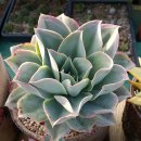 인석농장 이미지