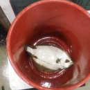 광어횟집 이미지