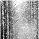 보보스캇 캠핑장 이미지