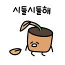 파스쿠찌경인