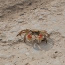 고창선운산풍천장어 이미지