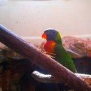 레인보우 앵무 이미지