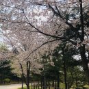 수참리 마곡사거리 도로확장 구간 | 봄 벚꽃이 가득한 늘솔길공원 feat. 편백숲, 양떼목장
