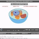 Cellular Respiration(Electron Transport) 이미지