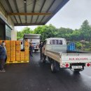 제주감귤농업협동조합중문지점 이미지