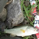 강촌장어집 이미지