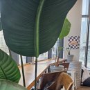 신당 | 왕십리카페 감성 끝판왕일본 만화 감성 그대로 카페그린 신당 후기