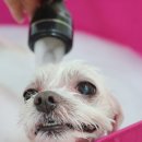 이든펫스파 이미지