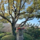 카페호텔 | 제주 중문 카노푸스 카페 내돈내산 후기｜씨에스호텔 오션뷰 카페