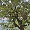 고목가든펜션 | 밀양 가성비 감성 펜션 밀양 DG481펜션을 나서는 동무들