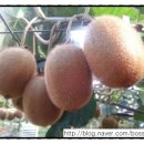 심가네농장 이미지