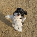 모리네 | ep.6 청주 석판리 대형 애견카페 '모리네집' 메뉴, 후기