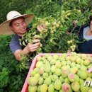 김연화농장 이미지