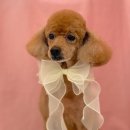 화사하개 이미지