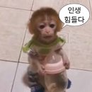 황금빛 노래연습장 | 황금빛 태양 축제를 여는