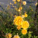 세종코아이비인후과의원 이미지