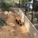 에버여행사주 | 설 연휴 에버랜드 눈치게임 성공기｜짧은 대기시간, 놀이 기구 10개 타기