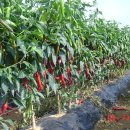 빨간고추 이미지