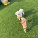 다둥 반려견 호텔 유치원 이미지