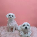 아임그루머 이미지