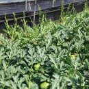 수정농장2 이미지