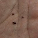 682 | 닌자 초고속 블렌더 믹서기 BL682KR 네이버쇼핑페스타 구매후기