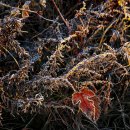 새벽목장 이미지