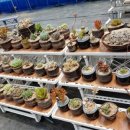 노란담장 이미지