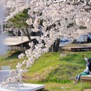 경주 화랑의언덕 드라이브코스 숨은 경주 벚꽃 명소 이미지