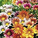 가자니아 이미지