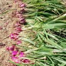 신진농장2 이미지