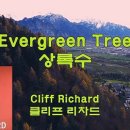 Evergreen Tree(Cliff Richard) 이미지