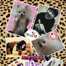 누벨르 펫 이미지