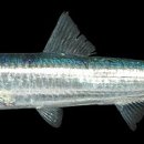 멸치후리는노래 이미지