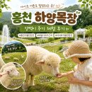 하양사료 | 홍천 하양목장 후기｜비발디파크 근처 아이와 가볼만한 곳 양떼목장, 양먹이주기 체험 가능