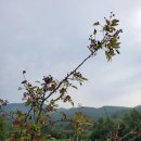 삼태농장 이미지