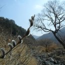 버들식품