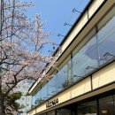 카페누아 | 진해 리즈누아 벚꽃뷰카페 소금빵맛집 군항제