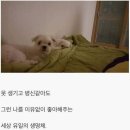 개바라기 Daum카페